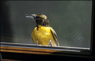 -Bullocks Oriole s.jpg