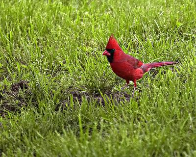 Cardinal 401 s.jpg