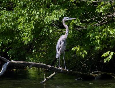 Blue Heron on a limb #2 s.jpg
