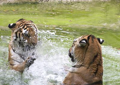 Tigers Water Play_0383-s.jpg