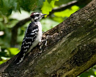 Downy Woodpecker s .jpg