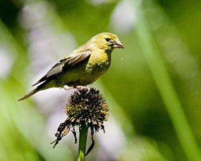 Finch s 2.jpg