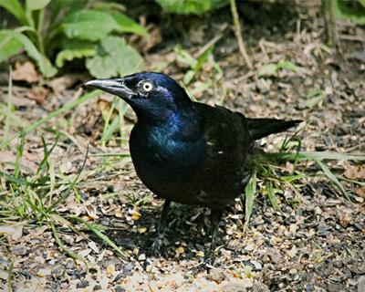 Common Grackle2 s .jpg