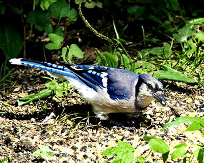 Blue Jay1 s .jpg