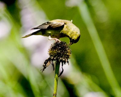 Finch getting seeds s.jpg