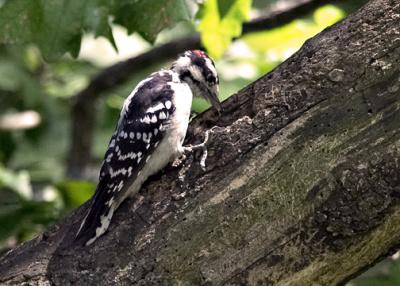 Downy Woodpecker pecking away s .jpg