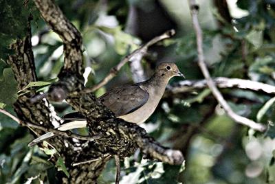 Dove s .jpg