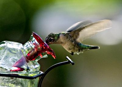 H-Bird 9-2-0513 crop s .jpg