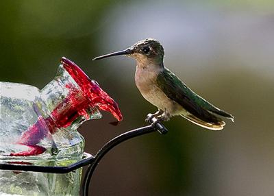 H-Bird 9-2-058 crop s .jpg