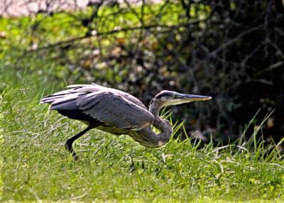 Heron taking off 1Ds s .jpg