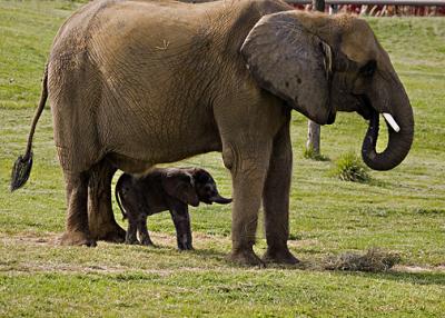 Baby Elephant - KEDAR under Mom s .jpg