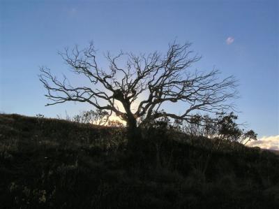 v3/31/464531/3/44794899.SnowGumskeletonsillouette.jpg