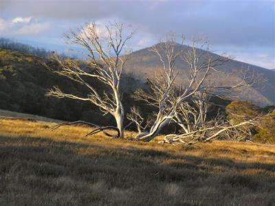 Snow Gum skeleton