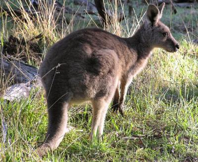 Kangaroo