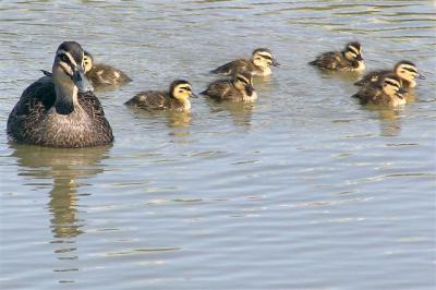 Pacific Black Duck with ducklings