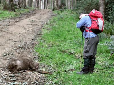 A sleepy wombat - the wombat is the one on the left