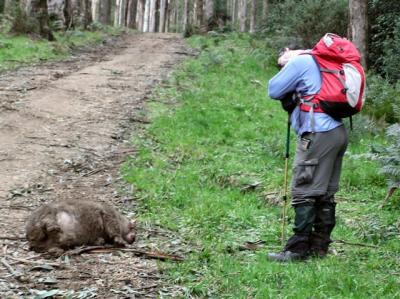 A sleepy wombat - it's the one on the left