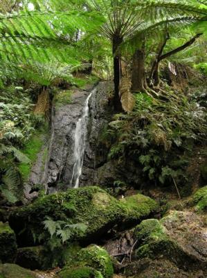 Ferny Glade Waterfall