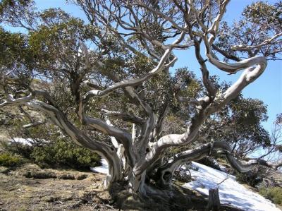 One of the few snowgums to survive the 2003 fires