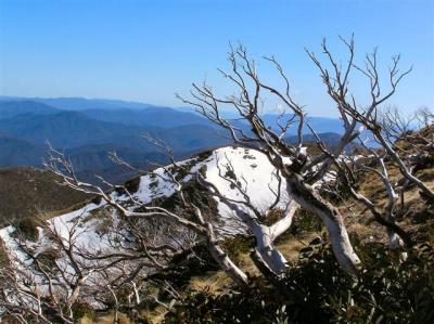 Snowgums