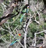 Eastern Rosellas