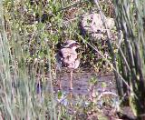 Black-fronted Dotteral