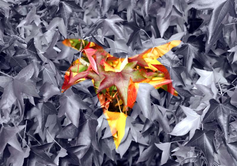 Leaves
