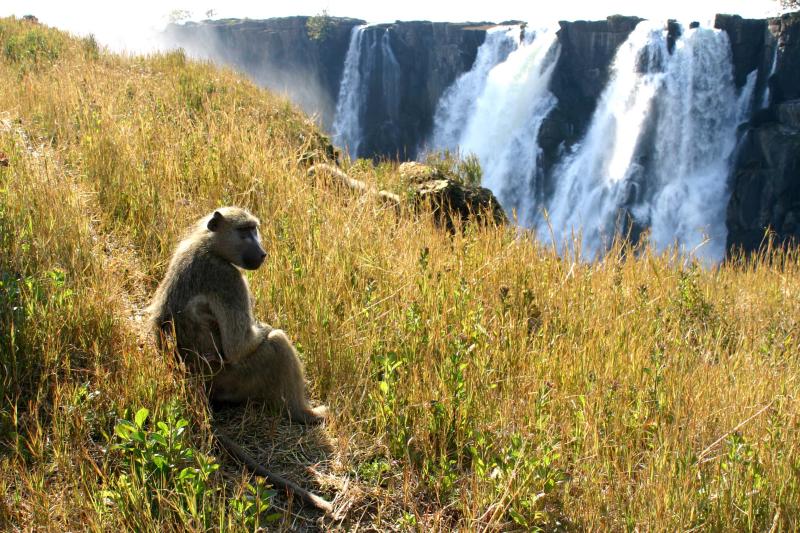 Victoria Falls - Taking in the scenery..