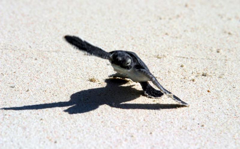 Baby turtle... absolutely flying !