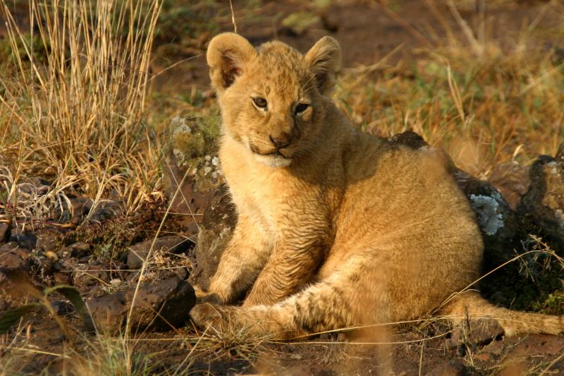 Masai Mara - baby lion