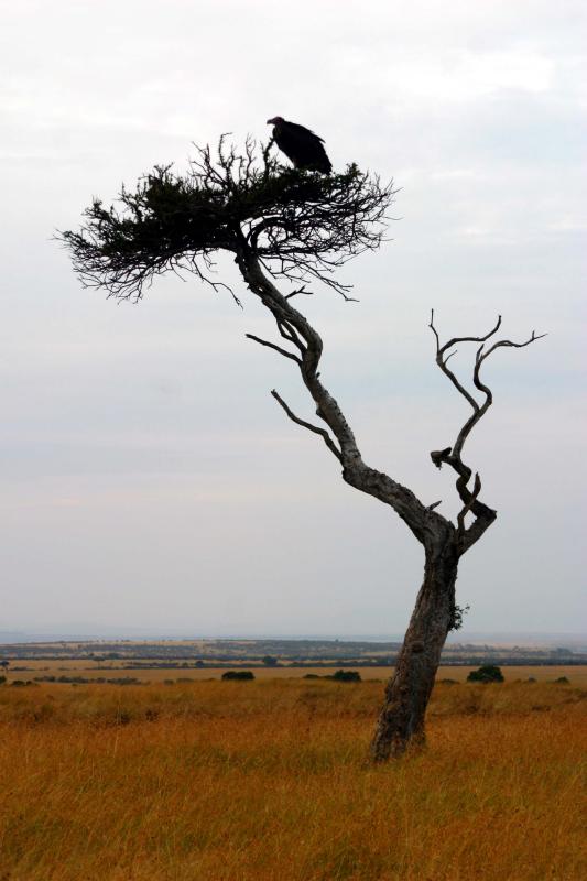 Masai Mara