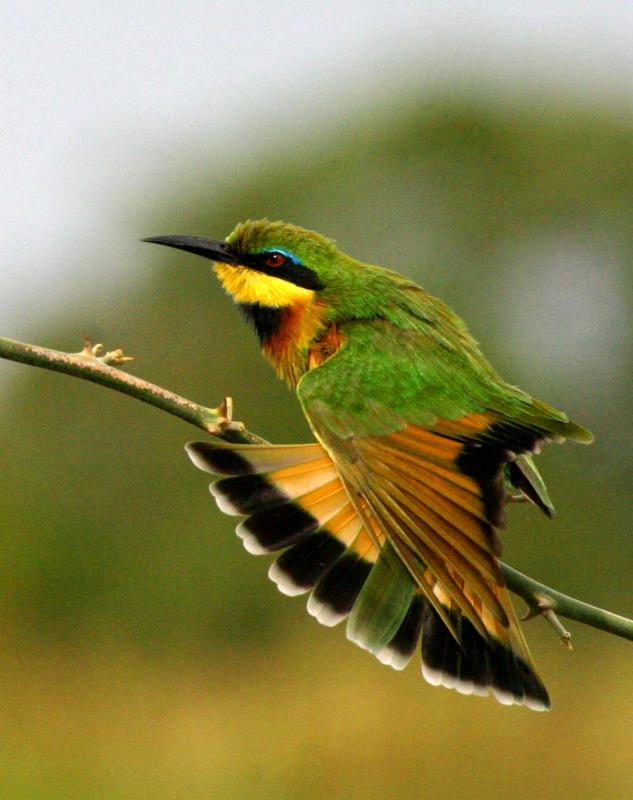 Masai Mara - Bee Eater showing off