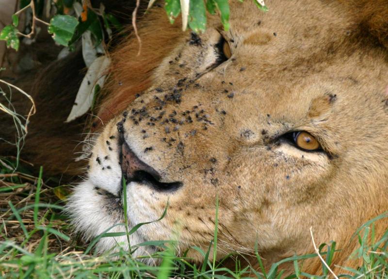 Masai Mara - I would say theres no flies on him, but that wld be a lie!