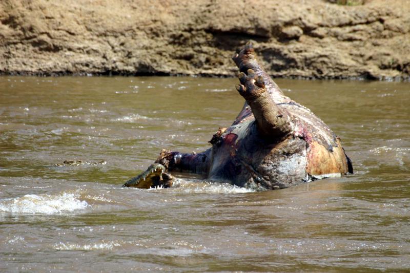 Masai Mara - look bottom left !