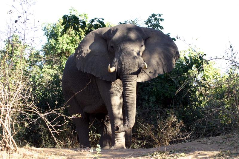 Lower Zambezi