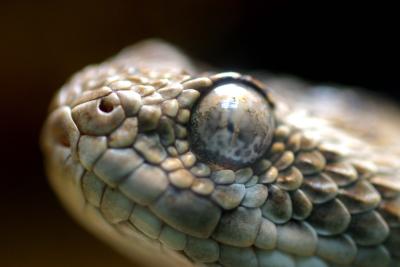 London Zoo - most poisonous snake in the world