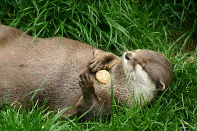 otter playing with stone
