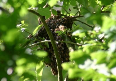 Bee swarm