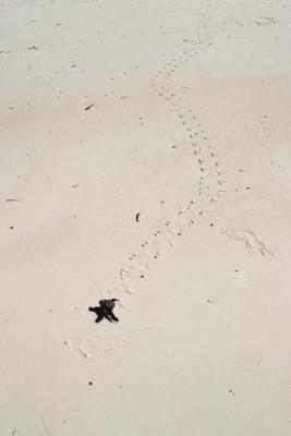 Baby turtle... tracks