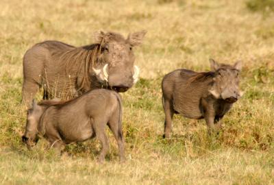 Masai Mara - Wart Hog family