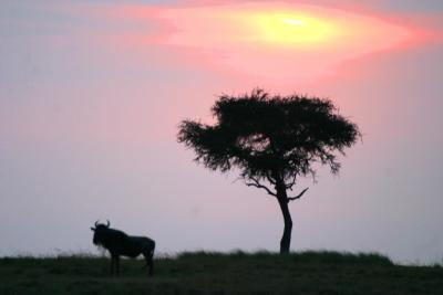 Masai Mara - Sunset