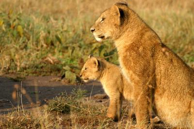 Masai Mara - Mummy lion with baby
