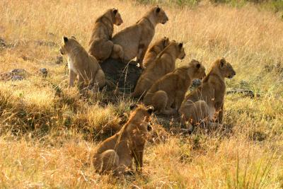Masai Mara - Lion family on the lookout