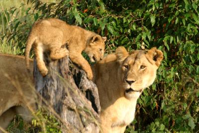 Masai Mara - Baby Lion playing
