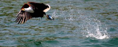 Lake Malawi - Fish Eagle with fish