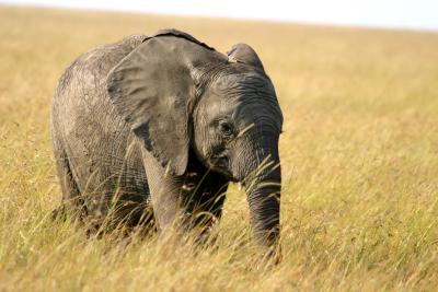 Masai Mara