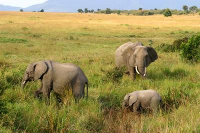 Masai Mara