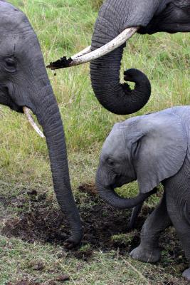 Masai Mara - Elephant family eating salt