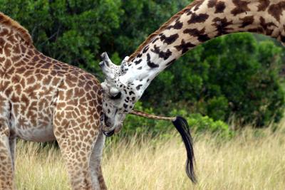 Masai Mara - YUK