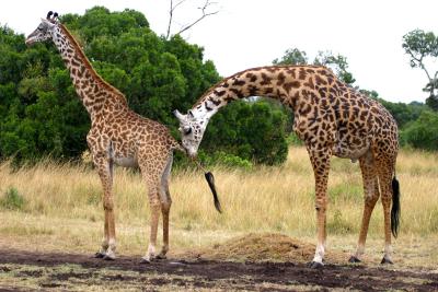 Masai Mara - err... what's he doing with his tongue?